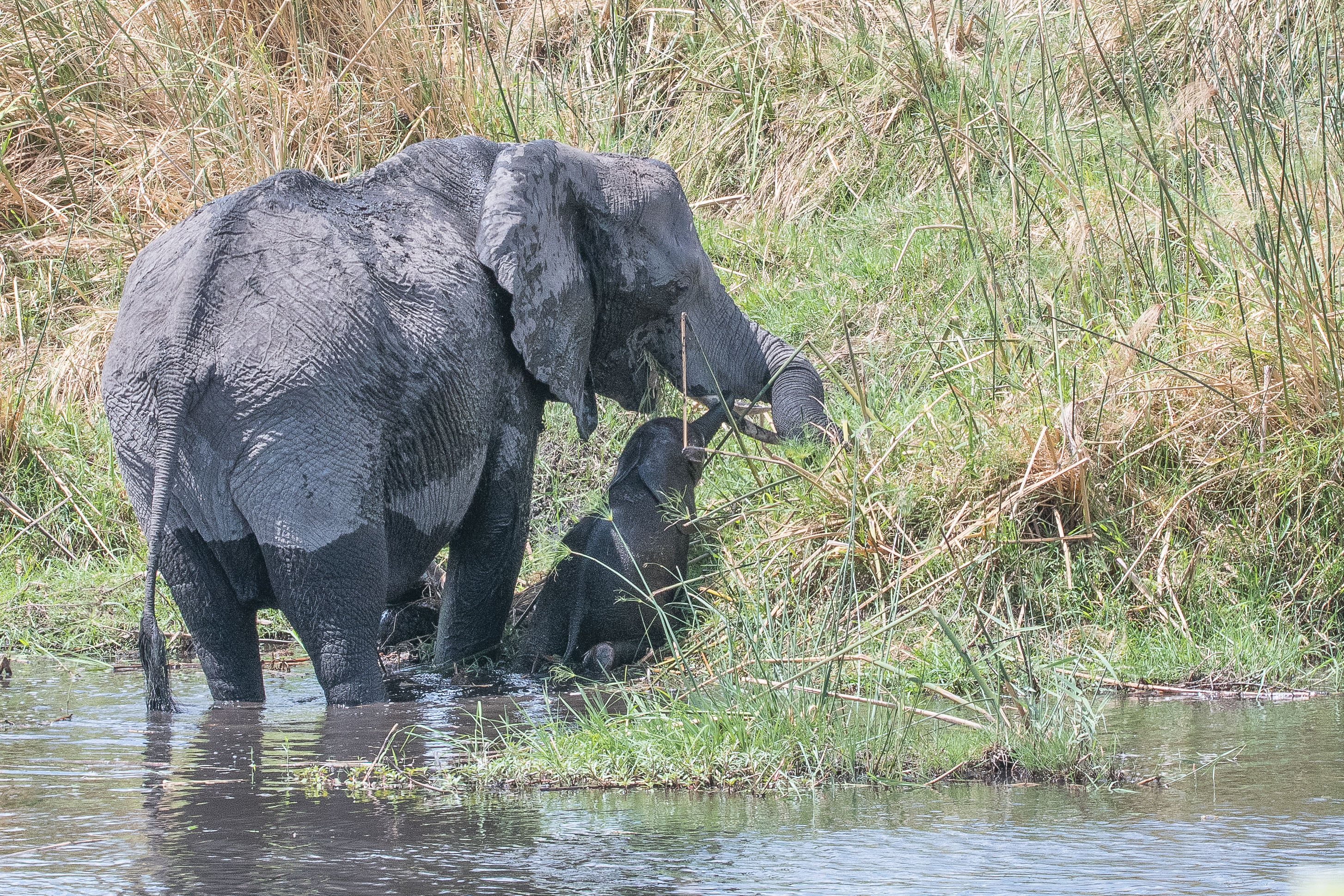 Eléphants des savanes (African bush elephant, Loxodonta africana), femelle adulte et juvénile le long de la rivière Kwando, , Delta de l'Okavango, Botswana-3.